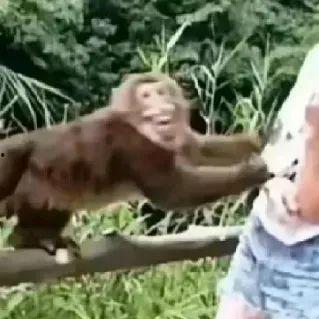 猴王吃瓜短片免费观看全集,笑果连连，免费畅享欢乐盛宴